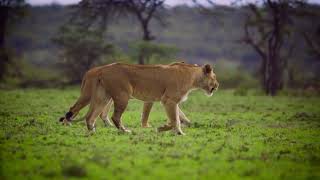 Pair of lionesses seek hunting [upl. by Nidroj]