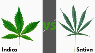 Sativa vs Indica  Difference between Sativa and Indica [upl. by Araic615]