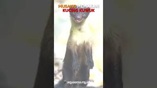 Musang leher kuning makan Kucing Kuwuk [upl. by Nodnal667]