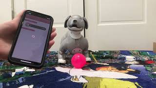 Setting Up a New Aibo ERS1000 [upl. by Moyna795]