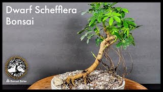 Dwarf Schefflera Bonsai  Trim amp repot [upl. by Anec]