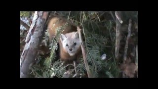 Trapping Pine Marten and Ermine in Upper Michigan 2015 with Catchs [upl. by Hollinger]