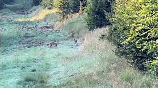 Luchsfamilie im Reinhardswald im Kreis Kassel [upl. by Elime]