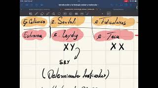 Ovogénesis y foliculogénesis parte 1 [upl. by Akinahs]