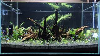 Project Cryptocoryne 65x40x35 NACD Aquarium [upl. by Barthelemy]