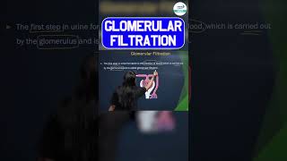 Glomerular Filtration  shorts zoology Glomerular biology neet2025preparation neet2025 [upl. by Brook77]