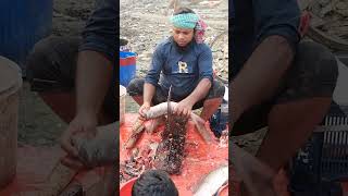 biler tatka rui fish cutting video fishcuting fishpreparation fish fishcuttingskill fishcooking [upl. by Amsirahc]