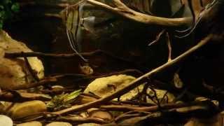 Pterophyllum scalare biotope tank [upl. by Nairadal]