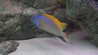 Buccochromis Rhoadesii defends territory [upl. by Triny]