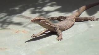 Indian monitor lizard Found my Outside Home also Known As Ghorpad in Maharashtra [upl. by Yerkovich]