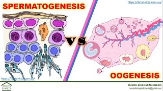 Materi Biologi  Zoologi  Anatomi dan Fisiologi  Perbedaan Spermatogenesis dan Oogenesis [upl. by Yusem119]