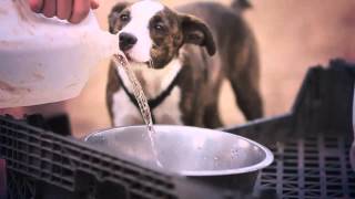 Jack RussellBoston Terrier Mix Jumps for the Ball  The Daily Puppy [upl. by Anerroc384]