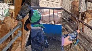 Visiting a City Farm 🐐 [upl. by Ladonna4]