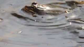 Wood Frog mating call [upl. by Gittel939]