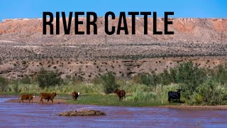 Roping MEAN River Cattle [upl. by Acinnor]