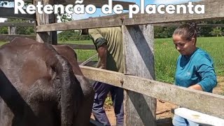 Retenção de Placenta  Vaca Pariu e não Limpou [upl. by Elnar105]