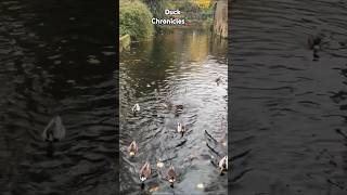 🌟🦆🦆🦆🌟💫 duck birdwatch birdwatching explore shorts trendingshorts [upl. by Biron]