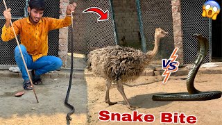 King Cobra Snake Ko Pet House Mian Chor Diya😍Snake Or Ostrich Baby Apne Samne Aa Gy😱 [upl. by Isidro]