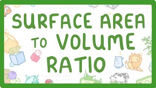 GCSE Biology  Surface Area to Volume Ratio [upl. by Neelyak]