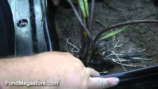 Planting a Hardy Waterlily properly Planting Pond Plants Water Gardening Help [upl. by Mingche]