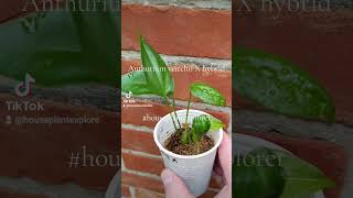 Anthurium veitchii X hybrid [upl. by Adolfo]