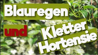 Kletterpflanzen Die Artisten unter den Pflanzen Blauregen und Kletterhortensie [upl. by Etsirhc]