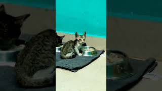 CAT RESCUEKitten rescued with eye infectionUpdate videocat straycatrescue catlover kittenslove [upl. by Nekial376]