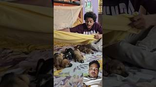 Kutto ke sath rahna sheeko inse pyar karo comedy funny dog shorts [upl. by Eilraep]