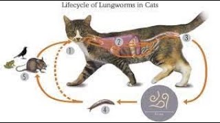 Can cats get lungworm [upl. by Studner]