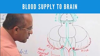 Blood Supply to Brain  Circle of Willis  Neuroanatomy [upl. by Idnek827]