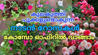 🥰🌿🌼കുലകുത്തി പൂക്കളുണ്ടാകുന്ന നാടൻ റോസകൾ ഓൺലൈനായി വാങ്ങാം വേഗം പോരെ reels garden plants [upl. by Idou]