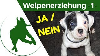 Welpenerziehung Teil 1  JA  NEIN amp anschauen üben [upl. by Cirda342]