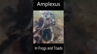 Amplexus in Frogs and Toads Shorts [upl. by Jaquenetta]