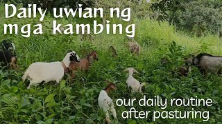 EVERY TIME UWIAN SCENES AFTER PASTURING OF OUR GOATS  PINLAN FARM [upl. by Seni]