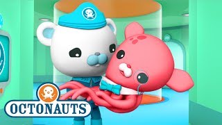 Octonauts  Close Encounters  Ocean Adventures  Cartoons for Kids  Underwater Sea Education [upl. by Wynnie768]