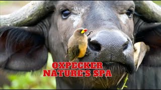 Oxpecker  Natures Spa [upl. by Aicilaana]