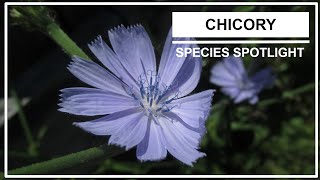 Species Spotlight  Chicory Cichorium intybus L [upl. by Wojak444]