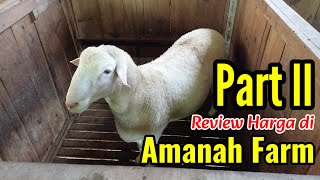 Part II Review Harga Dombos Dikandang Amanah Farm WonosoboTemukan Harga Termurah [upl. by Nesral736]