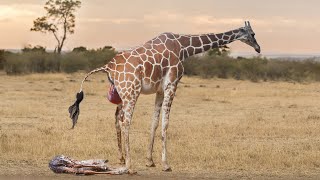 Giraffe Giving Birth In The Wild [upl. by Tsuda]