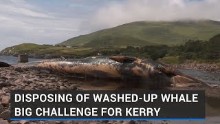 Disposing of washedup whale big challenge for Kerry [upl. by Orgel]