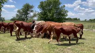 20 Hereford Cows 0520  Cattle for sale [upl. by Carlynn282]