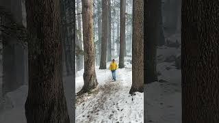 Exploring Snowy Manali Forest with Deodar Trees  Himachal Pradesh 2024 Shorts viralshorts [upl. by Eniarda]