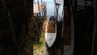 How does a seaweed farmer prepare for cutting seaweed seedlings [upl. by Bettye193]