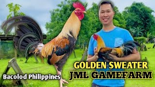 GOLDEN SWEATER  JAMES MARQUEZ LIM  JML GAMEFARM  QUALITY GAMEFOWL IN THE PHILIPPINES [upl. by Vaas12]