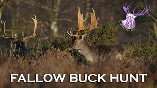 HAMPSHIRE FALLOW BUCK HUNT [upl. by Wira]