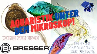 AQUARISTIK unter dem MIKROSKOP  I TAX [upl. by Nimajneb]