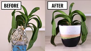 How to Repot a Phalaenopsis Orchid with a Long Stem  Makeover Transformation [upl. by Chapa]