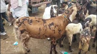 Pratapgarh goat farm uttar pradesh 88406624129721541356 [upl. by Woodring648]