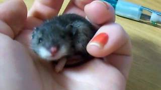 baby mouse yawn [upl. by Ellyn]