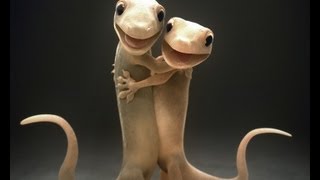 A Gecko Love Story [upl. by Biddle]